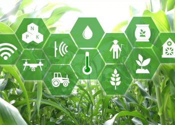 New artificial intelligence algorithm better predicts corn yield