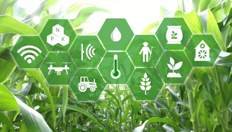 New artificial intelligence algorithm better predicts corn yield